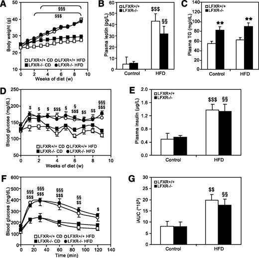 FIG. 6. Liver-specific FXR deficiency does not protect from diet-induced obesity and insulin resistance. LFXR−/− mice and LFXR+/+ littermates (n = 7–12/group) were fed a HFD or a control diet (CD) for 10 weeks (LFXR+/+, white bars and symbols; LFXR−/−, black bars and symbols). A: Body weight was monitored weekly. Significance of the effect of diet (P < 0.0001) and age (P < 0.0001) as well as their interaction (P < 0.0001) was calculated by two-way ANOVA. Plasma leptin (B) and plasma triglyceride (TG) (C) were determined at the end of the feeding period. D: Fasting blood glucose was measured weekly. Significance of the overall effect of diet (P < 0.0001) and age (P < 0.0001) as well as their interaction (P = 0.0217) was calculated by two-way ANOVA. E: Plasma insulin was measured after 6 weeks of feeding. Blood glucose excursion (F) and integrated AUC (G) after administration of an intraperitoneal glucose bolus (1 g/kg glucose) were measured after 5 weeks of feeding (n = 6/group). Values are means ± SEM. Differences between diet groups over time were analyzed by two-way ANOVA and Bonferroni post hoc test; differences between genotypes or diet groups were calculated by Mann-Whitney test. *Compares genotypes of the same diet group; $compares diet groups for LFXR+/+; §compares diet groups for LFXR−/− ($ or §P < 0.05; **, $$, or §§P < 0.01; $$$ or §§§P < 0.001).