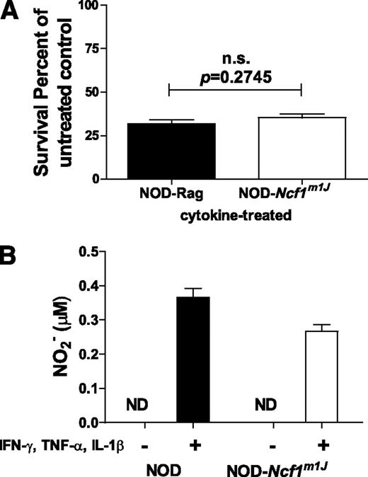 FIG. 3. Cultured islets from NOD.Rag (black bars) and NOD-Ncf1m1J (white bars) mice were treated with cytokines IFN-γ, IL-1β, and TNF-α. Islets were (A) susceptible to proinflammatory cytokine-mediated damage and (B) produced NO after treatment. Data representative of three independent experiments performed in triplicate. ND, none detected.