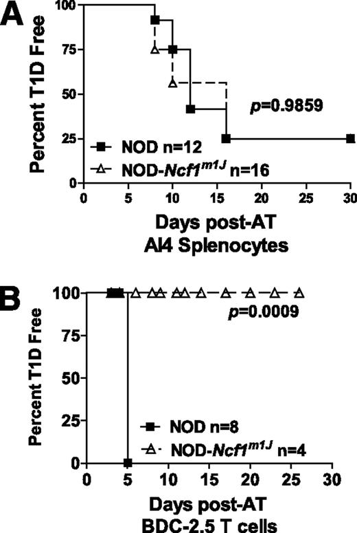FIG. 4. AI4 transgenic T cells, but not BDC-2.5 cells, are able to induce diabetes in NOX-deficient mice. A: Splenocytes (2 × 107 cells) from NOD-AI4 donors were transferred to sublethally (7.5 Gy) irradiated NOD (black square) and NOD-Ncf1m1J (open triangle) recipients. B: BDC-2.5 CD4+ T cells were harvested, activated, and transferred to age-matched NOD and NOD-Ncf1m1J recipients. Mice were monitored by glucosuria for the onset of type 1 diabetes (T1D). Mice were considered diabetic after two consecutive readings of blood glucose above 250 mg/dL. AT, adoptive transfer.