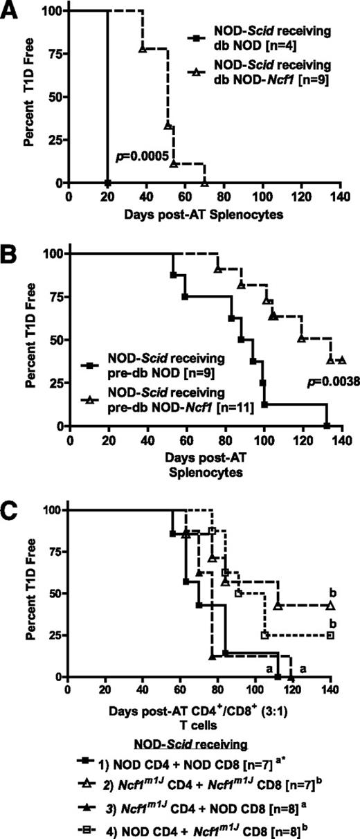 FIG. 6. NOX-deficient NOD-Ncf1m1J immune system has a reduced capacity to transfer type 1 diabetes (T1D) to immune-deficient hosts. Splenocytes (2 × 107 cells) from (A) 20-week-old diabetic or (B) 8-week-old prediabetic donor NOD (black square) and NOD-Ncf1m1J (open triangle) female mice were transferred intraperitoneally to NOD-Scid hosts. C: A total of 1 × 107 purified CD4+ and CD8+ T cells at a ratio of 3:1 were transferred intraperitoneally to NOD-Scid recipients. Transfers were divided into four groups: group 1) NOD CD4+ + NOD CD8+, group 2) NOD-Ncf1m1J CD4+ + NOD-Ncf1m1J CD8+, group 3) NOD-Ncf1m1J CD4+ + NOD CD8+, or group 4) NOD CD4+ + NOD-Ncf1m1J CD8+. *Letters denote significance. Groups/lines with different letters were statistically significant (P < 0.05), whereas those with the same letter were not statistically different. Comparisons of the groups led to the following P values: group 1 vs. group 2, P = 0.047; group 1 vs. group 3, P = 0.67; group 1 vs. group 4, P = 0.049; group 2 vs. group 3, P = 0.043; group 2 vs. group 4, P = 0.64; and group 3 vs. group 4, P = 0.021. In all three adoptive transfer (AT) experiments, mice were monitored by glucosuria for the onset of diabetes and confirmed by blood glucose measurement. Mice were considered diabetic after two consecutive readings of blood glucose above 250 mg/dL.