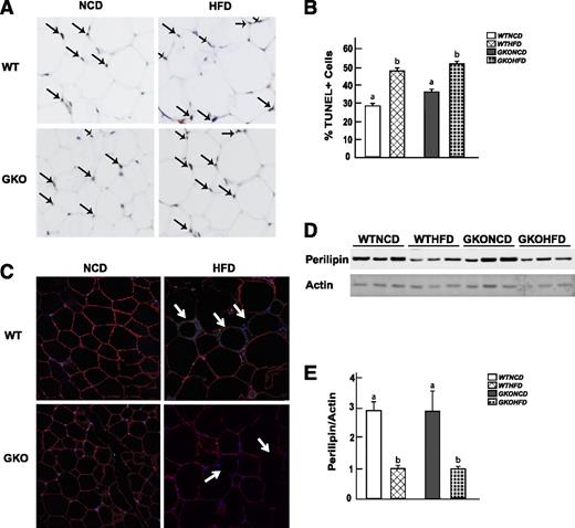 FIG. 2. TUNEL-positive cells increased in fixed epididymal tissue after 14 weeks of an HFD in wild-type and GM-CSF–null adipose tissue. Adipose tissue from wild-type and GM-CSF–null mice fed an NCD or HFD for 14 weeks was fixed and subjected to TUNEL staining. A: Dark brown nuclei are TUNEL-positive cells, and light blue is normal nuclei staining. B: Quantitated TUNEL-positive cells. Data shown are the mean ± standard error of the mean for three to six mice per group, with 200–500 nuclei per counted per individual mouse section. Identical letters indicate values that are not statistically different from each other (P > 0.05). C: Adipose tissue was subjected to immunofluorescence microscopy for perilipin expression using a secondary red antibody, F4/80 expression using a secondary green antibody, and nuclei by DAPI staining (blue). The white arrows indicate the cells with loss of perilipin expression. D: Adipose tissue (from three independent mice per condition) was extracted and immunoblotted for perilipin and actin. E: Laser scanning densitometry of the immunoblots was used to quantify the ratio of perilipin expression normalized for actin. Data shown are the mean ± standard error of the mean for four to six mice per group. Identical letters indicate values that are not statistically different from each other (P > 0.05). WTHFD, wild-type mice fed the HFD; WTNCD, wild-type mice fed the NCD; GKOHFD, GM-CSF–null mice fed the HFD; GKONCD, GM-CSF–null mice fed the NCD. (A high-quality digital representation of this figure is available in the online issue.)