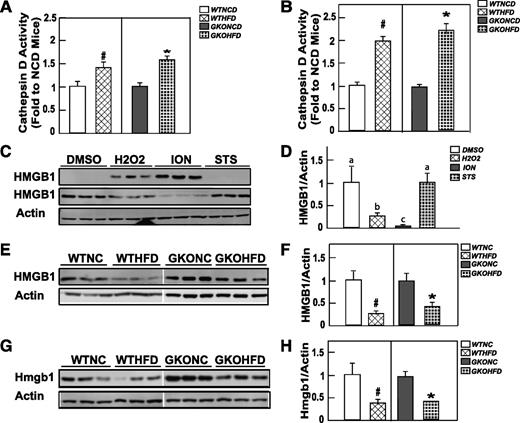 FIG. 3. Wild-type and GM-CSF mice fed the HFD display a similar increase in adipose tissue extract cathepsin D activity and HMGB1 release. Wild-type and GM-CSF–null male mice at 9 weeks of age were fed NCD or HFD for 4 (A) or 8 (B) weeks. Adipose tissue extracts from an entire epididymal adipose tissue fat pad were prepared and assayed for cathepsin D activity, as described in research design and methods. Cathepsin D activity of the HFD adipose tissue extracts was normalized to their respective NCD adipose tissue extracts. Data shown are the mean ± standard error of the mean for three to seven mice per group. C and D: 3T3-L1 cells were differentiated for 12 days to generate fully differentiated adipocytes as described in research design and methods. The cells were then treated for 1 h with vehicle (DMSO), 500 μmol/L H2O2, 2 μmol/L ION, or 1 μmol/L STS in serum-free DMEM medium. Then, 30 μL of the culture medium was immunoblotted for HMGB1 (upper panel). The cultured adipocytes were extracted, and 20 μg of protein was immunoblotted for HMBG1 and β-actin as a loading control. This is a representative immunoblot performed in triplicate. E–H: Wild-type and GM-CSF–null male 9-week-old mice were fed the NCD or HFD for 4 (E, F) or 8 (G and H) weeks. Adipose tissue extracts from an entire epididymal adipose tissue fat pad were prepared and immunoblotted for the presence of HMGB1 and actin as a loading control. These are representative immunoblots from three independent animals for each group. The right panels show densitometric quantification of the relative HMBG1/actin levels. For comparison, the ratios from the NCD mice were normalized to 1.0. Data shown are the mean ± standard error of the mean for three to five mice per group. In panels B, F, and H, the # and * symbols indicate statistical significance (P < 0.05) by Student t test. Data shown in panel D were analyzed as described in statistical analysis. Identical letters indicate values that are not statistically different from each other (P > 0.05).