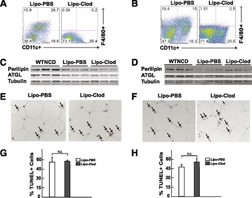 FIG. 4. Macrophage depletion by liposome clodronate had no effect on HFD-induced adipocyte cell death. Wild-type mice fed an NCD (WTNCD) were then fed an HFD and concomitantly injected weekly with liposome PBS or liposome clodronate for 8 weeks (A, C, E, G). Mice fed an HFD for 8 weeks were injected weekly with liposome PBS or liposome clodronate for an additional 7 weeks (B, D, F, H). These mice were continually maintained on the HFD. A and B: Representative FACS analyses of the stromal vascular fraction (SVF) isolated from epididymal adipose tissue from a total of four to seven independent determinations. C and D: Adipose tissue from three independent mice was extracted and immunoblotted for perilipin, ATGL, and actin. E and F: A representative TUNEL staining section shows positive nuclei (arrows). G and H: Quantification of TUNEL-positive cells are mean ± standard error of the mean for four to seven mice per group with 200–500 nuclei per counted per individual mouse section. N.S. as determined by Student t test. (A high-quality digital representation of this figure is available in the online issue.)
