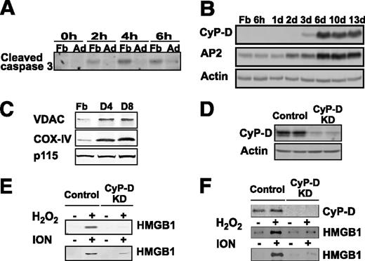 FIG. 5. Differentiated 3T3-L1 adipocytes are sensitive to CyP-D–dependent necrotic cell death. A: 3T3-L1 fibroblasts (Fb) and differentiated 3T3-L1 adipocytes (Ad) were treated with 1 μmol/L STS for the time indicated. The formation of proteolytic processed caspase 3 was detected by immunoblotting with a cleaved caspase 3–specific antibody. B: Cell extracts were prepared from 3T3-L1 fibroblasts and at different times after induction of 3T3-L1 adipogenesis. The induction of CyP-D protein was determined by immunoblotting and compared with the induction of the aP2 protein and actin as a loading control. C: Cell extracts were prepared from 3T3-L1 Fbs and after 4 (D4) and 8 (D8) days of adipocyte differentiation. The extracts were immunoblotted for the VDAC, COX-IV, and the p115 protein as a loading control. D: Cell extracts were prepared from differentiated 3T3-L1 adipocytes that were infected with a control lentivirus (MISSION control vector, two representative cell lines) and from cells infected with shRNA directed against CyP-D (clones of 638 and 710, two representative cell lines). Total cell extracts were immunoblotted for CyP-D and β-actin as a loading control. E: Control and CyP-D–knockdown (KD) cells were differentiated for 8 days and incubated for 24 h in the absence of serum. The cells were then treated with and without H2O2 (30 mmol/L) or ION (2 μmol/L) for 4 h. Cell extracts were prepared and immunoblotted for the presence of HMGB1 released into the cell medium. F: Control and CyP-D–knockdown cells were differentiated for 8 days and incubated with and without and H2O2 (30 mmol/L) or ION (2 μmol/L) for 4 h in the presence of 10% FCS. Cell extracts were prepared and immunoblotted for CyP-D and for the presence of HMGB1 released into the cell medium.