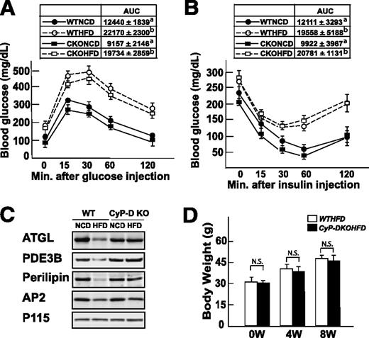 FIG. 6. CyP-D mice are protected against HFD-induced adipocyte cell death but display glucose intolerance and insulin resistance. Wild-type and CyP-D–null 9-week-old male mice were fed an NCD or HFD for 9 weeks and then fasted for 16 h (IPGTT) or 5 h (ITT), and blood was drawn for determination of fasting glucose and insulin levels. The mice were given an intraperitoneal injection of 1 g/kg glucose (A) or 1 unit/kg insulin (B), and blood glucose and insulin levels were determined at 15, 30, 60 and 120 min. WTNCD, wild-type mice fed the NCD; WTHFD, wild-type mice fed the HFD; CKONCD, CyP-D–null mice fed the NCD; CKOHFD, CyP-D–null mice fed the HFD. Area under the curve (AUC) for each condition is shown in the insert. Data were analyzed as described in statistical analysis. Identical letters indicate values that are not statistically different from each other (P > 0.05). C: Adipose tissue extracts were prepared from wild-type and CyP-D–null mice fed an NCD or HFD as described and immunoblotted for ATGL, PDE3B, perilipin, the aP2 fatty acid binding protein, and the p115 Golgi protein as a loading control. D: Average body weight of 6 wild-type and CyP-D–null mice fed an HFD for 0, 4, and 8 weeks.