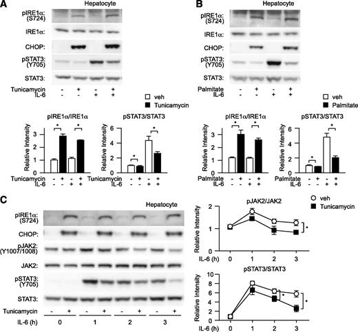 FIG. 1. Induction of ER stress decreases tyrosine phosphorylation of hepatic STAT3. A and B, top: Wild-type mouse–derived hepatocytes were pretreated with tunicamycin (A) or palmitate (B) followed by stimulation with IL-6 and analyzed for expression of CHOP, phosphorylation of IRE1α, and tyrosine phosphorylation of STAT3. Quantitation of IRE1α and STAT3 phosphorylation levels is normalized to total IRE1α and STAT3 (bottom), respectively, and is represented as mean ± SE. *P < 0.05; open bar, vehicle-treated hepatocytes; closed bar, tunicamycin (A)- or palmitate (B)-treated hepatocytes. C: Wild-type mouse–derived hepatocytes were treated with tunicamycin for 6 h, and cells were stimulated with IL-6 for 1, 2, or 3 h before harvest. Cells were then analyzed for the expression levels of tyrosine phosphorylation of JAK2 and STAT3 (left). Quantitation of JAK2 and STAT3 phosphorylation is normalized to total JAK2 and STAT3, respectively, and is represented as mean ± SE. *P < 0.05 (right); ○, untreated hepatocytes; ■, tunicamycin-treated hepatocytes.