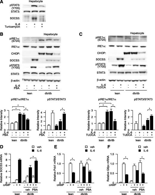 FIG. 2. ER stress impairs activity of hepatic STAT3 in isolated hepatocytes. A: Wild-type mouse–derived hepatocytes were treated with tunicamycin and analyzed for IL-6–stimulated expression of SOCS3 protein. B and C, top: db/db mouse–derived hepatocytes were pretreated with PBA (B) or TUDCA (C) and analyzed for the level of expression of SOCS3 protein, phosphorylation of IRE1α, and tyrosine phosphorylation of STAT3 after stimulation with IL-6. β-Actin was used as a loading control. Quantitation of IRE1α and STAT3 phosphorylation levels is normalized to total IRE1α and STAT3 (bottom), respectively, and is represented as mean ± SE. *P < 0.05; open bar, lean hepatocyte; closed bar, db/db hepatocytes. D–F: db/db mouse–derived hepatocytes were pretreated with PBA and analyzed for the induction of SOCS3 mRNA expression (D) and the suppressive effect of IL-6 on cAMP-induced expression of Pck1 mRNA (E) and G6pc mRNA (F) by quantitative RT-PCR. Data are represented as mean ± SE. *P < 0.05 (n = 4 in each group); open bar, untreated hepatocytes; closed bar, IL-6–treated hepatocytes.
