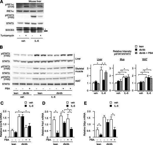 FIG. 3. ER stress impairs activity of hepatic STAT3 in db/db mice. A: Tunicamycin was intraperitoneally administered to wild-type mice, and the levels of IRE1α phosphorylation and STAT3 tyrosine phosphorylation as well as expression levels of SOCS3 induced by continuous IL-6 administration were determined by Western blotting. Arrows indicate SOCS3 protein; *nonspecific band. B–E: Lean control mice (lean), db/db mice (db), and PBA-treated db/db mice were subjected to continuous IL-6 administration in the presence of somatostatin. B: Level of STAT3 tyrosine phosphorylation 3 h after continuous administration of IL-6 in the liver, skeletal muscle (Mus), and white adipose tissue (WAT; left). Quantitation of STAT3 phosphorylation levels is normalized to total STAT3 and is represented as mean ± SE (right). *P < 0.05 (n = 6 in each group); open bar, lean mice; closed bar, db/db mice; striped bar, PBA-treated db/db mice. C–E: Gene expression levels of Grp78 (C), Pck1 (D), and G6pc (E) in the liver by quantitative RT-PCR. Data are represented as mean ± SE. *P < 0.05 (n = 6 in each group); open bar, saline (veh)-treated; closed bar, IL-6–treated mice.