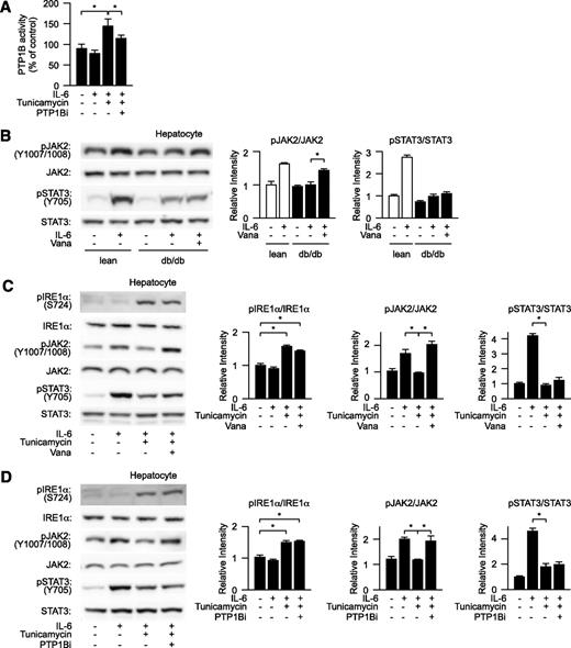 FIG. 4. Inhibition of protein tyrosine phosphatase improves ER stress–induced suppression of JAK2 phosphorylation. A: Lean mouse–derived hepatocytes were pretreated with tunicamycin and PTP1B inhibitor followed by stimulation with IL-6 and analyzed for the effect of ER stress on cellular PTP1B activity. PTP1B activity was expressed as a percentage of that of the controls. B: db/db mouse–derived hepatocytes were treated with sodium orthovanadate (Vana) and analyzed for the levels of IL-6–dependent JAK2 phosphorylation and STAT3 phosphorylation (left). Quantitation of phosphorylation of IRE1α and STAT3 is normalized to total IRE1α and STAT3, respectively, and is represented as mean ± SE (right). *P < 0.05; open bar, lean hepatocyte; closed bar, db/db hepatocytes. C and D: Lean mouse–derived hepatocytes were pretreated with tunicamycin and sodium orthovanadate (Vana) or a PTP1B inhibitor (PTP1Bi) followed by stimulation with IL-6 and analyzed for the levels of phosphorylation of IRE1α and tyrosine phosphorylation of JAK2 and STAT3 (left). Quantitation of IRE1α, JAK2, and STAT3 phosphorylation levels is normalized to total IRE1α, JAK2, and STAT3, respectively, and is represented as mean ± SE (right). *P < 0.05.