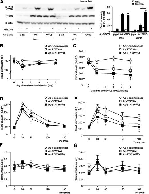 FIG. 6. Acetylated mutant of STAT3 suppresses glucose intolerance in db/db mice. db/db mice (db) or control mice (lean) were manipulated to express wild-type STAT3 or K685Q mutant in their livers via infection with adenovirus vector and then examined for hepatic phosphorylation of STAT3 induced by glucose administration (A), blood glucose levels in a randomly fed state (B and C), and a GTT (D–G). A: Tyrosine phosphorylation of hepatic STAT3 in the fasting state and after glucose administration (left). Quantitation of STAT3 phosphorylation levels is normalized to β-actin and is represented as mean ± SE (right). *P < 0.05 (n = 4 in each group); open bar, fasting mice; closed bar, glucose-administered mice. B and C: Blood glucose levels in mice in a randomly fed state are represented as mean ± SE (n = 6 in each group) in lean mice (B) and db/db mice (C). Blood glucose level (D and E) and plasma insulin levels (F and G) during the GTT in lean mice (D and F) or in db/db mice (E and G) are represented as mean ± SE (n = 6 in each group). *P < 0.05 vs. β-galactosidase overexpression; †P < 0.05 vs. wild-type STAT3 overexpression; ○, β-galactosidase overexpression; □, wild-type STAT3 overexpression; ■, K685Q mutant overexpression.