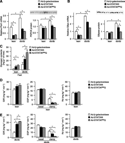 FIG. 7. Acetylated mutant of STAT3 suppresses EGP in db/db mice to a greater degree than wild-type STAT3. db/db mice (db) or control mice (lean) were manipulated to express wild-type STAT3 or K685Q mutant in their livers via infection with adenovirus vector and examined for expression of hepatic gluconeogenic enzymes and hepatic glycogen content. A and B: Expression levels of Pck1 (A) and G6pc (B) were measured by quantitative RT-PCR (left) and Western blotting (right). Data are represented as mean ± SE (n = 6 in each group). C: Hepatic glycogen content. Data are represented as mean ± SE (n = 4 in each group). D and E: Insulin sensitivity was assayed using an euglycemic-hyperinsulinemic clamp in lean control mice (lean; D) and db/db mice (db; E). Left: glucose infusion ratio; middle: EGP before and after insulin-clamp; right: glucose disposal rate. Data are represented as mean ± SE (n = 4 in each group). *P < 0.05 vs. β-galactosidase overexpression.