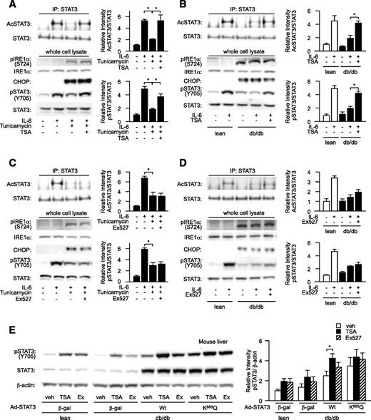 FIG. 8. HDAC inhibitor restores ER stress–induced decrease in STAT3 acetylation. A–D: Tunicamycin-treated hepatocytes (A and C) or db/db mouse–derived hepatocytes (B and D) were treated with TSA (A and B) or Ex527 (C and D) and analyzed for levels of IL-6–dependent acetylation and phosphorylation of STAT3 (left). Quantitation of STAT3 acetylation level is normalized to immunoprecipitated STAT3 (top right), and quantitation of STAT3 phosphorylation levels is normalized to total STAT3; both are represented as mean ± SE (bottom right). *P < 0.05. Open bar, lean hepatocyte; closed bar, db/db hepatocytes. E: db/db mice (db) or control mice (lean) overexpressed wild-type STAT3 or K685Q mutant in their livers was examined for effects of HDAC inhibitors on hepatic STAT3 phosphorylation after glucose administration determined by Western blotting (left). Quantitation of STAT3 phosphorylation level is normalized to β-actin and is represented as mean ± SE (right). *P < 0.05 (n = 5 in each group); open bar, DMSO (veh)-treated mice; closed bar, TSA-treated mice; striped bar, Ex527-treated mice.