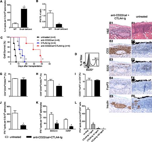 FIG. 6. In vitro Th1 to Th2 skewing in B-cell–deficient mice and combinational immunosuppressive strategy in NOD mice. BALB/c splenocytes were challenged with B-cell–deficient or C57BL/6 splenocytes. IL-4–producing cells were increased in B-cell–deficient mice (n = 3) (*P = 0.001) (A) with a reduction of IFN-γ–to–IL-4 ratio (*P = 0.009) in the absence of B cells (B). Spontaneously hyperglycemic NOD mice were transplanted with BALB/c islets and treated with anti-CD22/cal alone or in combination with CTLA4-Ig; control treatments were anti-CD22/cal and CTLA4-Ig alone (C). Mice treated with anti-CD22/cal+CTLA4-Ig displayed prolonged islet graft survival compared with CTLA4-Ig (*P = 0.006) or anti-CD22/cal (*P = 0.006) treatment alone (C). At almost 40 days after transplantation, B220+ cells reemerged in the spleens of anti-CD22/cal+CTLA4-Ig NOD mice (D). At the time of rejection, islet structure appeared well preserved in anti-CD22/cal+CTLA4-Ig–treated mice (E1). As expected, severe infiltration of CD3+ cells (E2) with some FoxP3+ (E4) expression was evident in the graft area in anti-CD22/cal+CTLA4-Ig–treated mice. Few B220+ cells infiltrated the graft (E3), and insulin staining remained clearly preserved despite the complete loss of graft function (E5). At the day of rejection, untreated mice displayed a complete disruption of islet architecture (F1), an equally distributed CD3+ (F2) and B220+ (F3) cell infiltrate, few FoxP3+ cells (F4), and scant insulin staining (F5). Splenocytes harvested from islet-transplanted NOD mice treated with anti-CD22/cal+CTLA4-Ig or from untreated mice were analyzed at the time of rejection (n = 3 mice/experiment). The percentages of CD4+CD44hiCD62Llow (G) and CD4+CD25+FoxP3+ cells (I) were similar in the two groups of mice, whereas a reduction in CD8+CD44hiCD62Llow cells (H) was evident in anti-CD22/cal+CTLA4-Ig–treated NOD mice (*P < 0.05). Splenocytes harvested from anti-CD22/cal+CTLA4-Ig–treated NOD mice were stimulated with donor-derived antigen (BALB/c) or islet-specific peptides (BDC2.5 and IGRP) and compared with untreated mice at the time of rejection (n = 3 mice/experiment) (J and K). Reduced numbers of IFN-γ–producing cells were evident in mice treated with the combinational strategy upon stimulation of the alloantigen immune response (*P = 0.003) (J). In a similar manner, CD4+ and CD8+ autoreactivity to BDC2.5 (*P = 0.02) and IGRP (*P = 0.04), respectively (K), was significantly reduced in NOD mice treated with anti-CD22/cal+CTLA4-Ig compared with untreated NOD mice. bm12-derived B220+ cells were challenged with ABM-derived CD4+ cells with serial concentrations of CTLA4-Ig (1, 10, and 100 ng/mL). IFN-γ–producing cells, 96 h after stimulation, showed a dose-dependent reduction in the presence of CTLA4-Ig (n = 3) (no drug vs. all, *P < 0.001) (L). H&E, hematoxylin-eosin. (A high-quality digital representation of this figure is available in the online issue.)