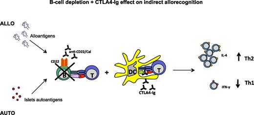 FIG. 7. Mechanism of action of the novel immunomodulatory regimen tested in islet transplantation in NOD mice. T-cell activation is mediated by APCs made up of B cells and DCs, as depicted. Our strategy is based on the complete blockade of T-cell activation in response to allo- and autoantigens through combining a B-cell–depleting agent (anti-CD22/cal) and CTLA4-Ig, which by blocking the CD28-B7.1 interaction, inhibits DC-mediated T-cell activation. This approach prolongs islet graft survival, induces hyporesponsiveness toward allo- and autoantigens, and tips the balance toward a Th2 anti-inflammatory phenotype of the immune response. (A high-quality color representation of this figure is available in the online issue.)