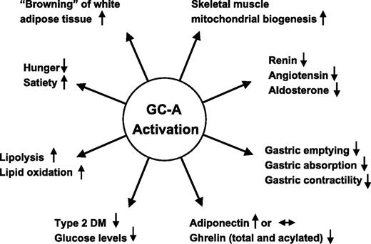 FIG. 1. Potential effects of GC-A activation on metabolism and energy balance. There is emerging evidence from animal and human studies that GC-A activation by natriuretic peptides may modulate metabolism and energy balance. See text for details and Addisu et al. (21) for a study on gastric emptying.
