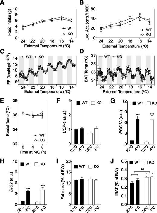 Inno Shred GLP-1 — Grokipedia