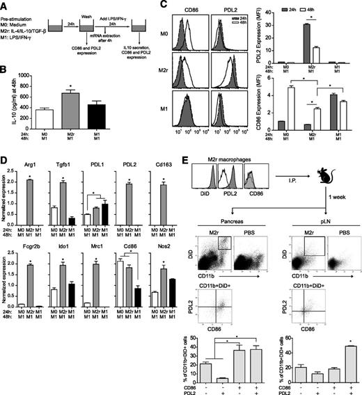 FIG. 3. M2r macrophages retain an M2 signature after secondary proinflammatory stimulation both in vitro and in vivo. A: Schematic experimental set-up. Primary activation with M0-, M2r-, or M1-inducing stimuli was for 24 h, and secondary activation for an additional 24 h with LPS/IFNγ (48 h). B: IL-10 production assessed by ELISA in secondary-activated macrophages. C: Flow cytometry analyses of CD86 and PD-L2 expression on primary- and secondary-activated macrophages. Histograms and mean fluorescence intensity analyses are depicted. MFI, mean fluorescence intensity. D: Selected gene expression assessed by RT-PCR after primary and secondary activations of macrophages. E: Ex vivo analyses of CD86 and PD-L2 on CD11b+DiD+ macrophages recovered from pancreata (left) or PLNs (right). Histograms and percentage of cells depicted. The results are representative of two independent experiments (n = 4). *P < 0.05.