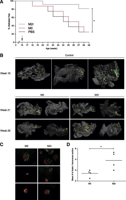 FIG. 4. M2r macrophages protect NOD mice from T1D by protecting pancreatic β-cells. A: IL-4/IL-10/TGF-β–stimulated macrophages (2.5 × 106) (M2r, blue, n = 12), untreated macrophages (M0, red, n = 8), or vehicle (PBS, black, n = 8) were intraperitoneally injected into 16-week-old prediabetic NOD mice (arrow). The M2r-treated group was significantly protected compared with M0 and PBS groups, as independently statistically analyzed using the Mantel-Cox test in a Kaplan-Meier survival graph. These results are representative data from two independent experiments with a similar outcome. B: Organs were stained with anti-insulin (red) and anti-CD3 (green)–specific antibodies prior to three-dimensional reconstruction using optical projection tomography. Yellow represents colocalization of CD3 and insulin staining, indicating insulitis. Organs from 16-week-old mice represent three individual animals; 21- and 26-week-old organs represent two individual animals. C: After M2r or M0 macrophage transfer, pancreata were dissected 8 weeks later (24 weeks of age), and cryosections were stained with anti-insulin (red) and anti-CD3 (green) (n = 5). D: Insulin+ islets were counted manually from the sections in two to five transverse sections per animal to obtain the average number of insulin+ islets per section (n = 4). *P < 0.05. (A high-quality digital representation of this figure is available in the online issue.)