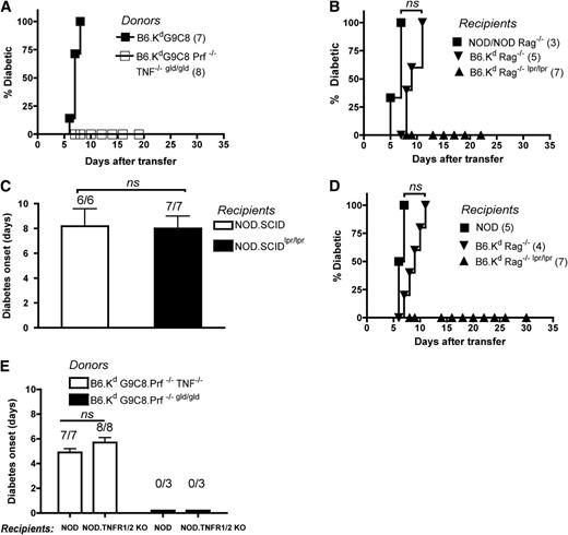 FIG. 3. Prf- and FasL-mediated death pathways are essential and interchangeable for diabetes induction by B6.KdG9C8-transgenic CD8+ T cells. A: Total of 107 activated B6.KdG9C8 or triple-KO (Prf−/−TNF−/− gld/gld) G9C8 CD8+ T cells were transferred intravenously into irradiated NOD recipients to induce diabetes. B: Total of 107 activated B6.KdG9C8.Prf−/−TNF−/− G9C8 CD8+ T cells were injected intravenously into indicated irradiated recipient mice and observed for diabetes induction. C: NOD.SCID or NOD.SCID lpr/lpr recipient mice were injected intravenously with 107 activated B6.KdG9C8 TNF−/− CD8+ T cells. D: Activated B6.KdG9C8 Prf−/− CD8+ T cells (107) were transferred intravenously into B6.Kd Rag−/− lpr/lpr and NOD and B6.KdRag−/− control mice. E: Total of 107 activated B6.KdG9C8.Prf−/−TNF−/− or B6.KdG9C8.Prf−/− gld/gld CD8+ T cells were transferred intravenously into irradiated NOD or NOD.TNFR1/2 KO recipients. Numbers in parentheses indicate mice per group. Figures represent combined data from at least two independent experiments. P values for curves were found using Kaplan-Meier statistics and Mann-Whitney test for bar graphs. Numbers above bars represent diabetes incidence (diabetic/total number of mice).