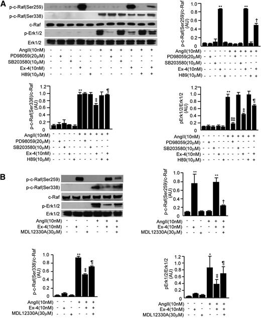 FIG. 5. Exendin-4 (Ex-4) decreased effect of Ang II on Erk1/2/PAI-1 signaling. A: Immunoblots of phospho–c-Raf (p-c-Raf)(Ser259), phospho–c-Raf(Ser338), and phospho-Erk1/2 (p-Erk1/2) in RGECs stimulated with Ang II in the presence or absence of PD98059, SB203580, exendin-4, or H89. **P < 0.001 vs. Ang II−/PD98059−/SB203580−/exendin-4−/H89−; †P < 0.05 vs. Ang II−/PD98059−/SB203580−/exendin-4+/H89−; ‡P < 0.05, ‡‡P < 0.001 vs. Ang II+/PD98059−/SB203580−/exendin-4−/H89−; ¶P < 0.05 vs. Ang II+/PD98059−/SB203580−/exendin-4+/H89−. B: Immunoblots of phospho–c-Raf(Ser259), phospho–c-Raf(Ser338), and phospho-Erk1/2 in RGECs stimulated with Ang II (10 nmol/L) in the presence or absence of exendin-4 or MDL12330A. *P < 0.05, **P < 0.001 vs. Ang II−/exendin-4−/MDL12330A−; †P < 0.05 vs. Ang II−/exendin-4+/MDL12330A−; ‡P < 0.05 vs. Ang II+/exendin-4−/MDL12330−; ¶P < 0.05 vs. Ang II+/exendin-4+/MDL12330−. One of three independently performed experiments is shown. Comparisons were made between groups using either two-sample and paired t tests for two-way comparisons or one-way ANOVA for multiple groups to establish statistically significant differences. Results are expressed as means ± SD. AU, arbitrary units.