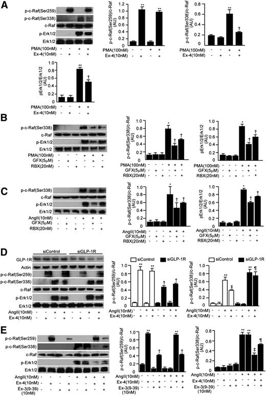 FIG. 6. Effect of PKC activation (PMA), knockdown, or blocking of GLP-1R on exendin-4 (Ex-4)-stimulated inhibition of Ang II on phospho–c-Raf (p-c-Raf)(Ser338), phospho-Erk1/2 (p-Erk1/2), and PAI-1 activity in RGECs. A: Immunoblots of phospho–c-Raf(Ser259), phospho–c-Raf(Ser338), and phospho-Erk1/2 in RGECs stimulated with PMA (100 nmol/L) in the presence or absence of exendin-4 are shown. **P < 0.001 vs. PMA−/exendin-4− and †P < 0.05 vs. PMA+/exendin-4−. B: Immunoblots of phospho–c-Raf(Ser338) and phospho-Erk1/2 in RGECs stimulated with PMA in the presence or absence of GFX or RBX. *P < 0.05 vs. PMA−/GFX−/RBX−; †P < 0.05 vs. PMA+/GFX−/RBX−. C: Immunoblots of phospho–c-Raf(Ser338) and phospho-Erk1/2 in RGECs stimulated with Ang II in the presence or absence of GFX or RBX. *P < 0.05 vs. Ang II−/GFX−/RBX−; †P < 0.05 vs. Ang II+/GFX−/RBX−. D: Immunoblots of phospho–c-Raf(Ser259), phospho–c-Raf(Ser338), and phospho-Erk1/2 in RGECs transfected with small interfering GLP-1R or small interfering control, stimulated with Ang II in the presence or absence of exendin-4. **P < 0.001 vs. small interfering control/Ang II−/exendin-4−; †P < 0.05 vs. siControl/Ang II−/exendin-4+; ‡P < 0.05 vs. siControl/Ang II+/exendin-4−; ¶P < 0.05 vs. siControl/Ang II+/exendin-4+. E: Immunoblots of phospho–c-Raf(Ser259), phospho–c-Raf(Ser338), and phospho-Erk1/2 in RGECs stimulated with Ang II in the presence or absence of exendin-4 or exendin-3(9-39) [Ex-3(9-39)] are shown. **P < 0.001 vs. Ang II−/exendin-4−/exendin-3(9-39)−; †P < 0.05 vs. Ang II−/exendin-4+/exendin-3(9-39)−; ‡P < 0.05 vs. Ang II+/exendin-4−/exendin-3(9-39)−; ¶P < 0.05 vs. Ang II+/exendin-4+/exendin-3(9-39)−. One of three independently performed experiments is shown. Comparisons were made between groups using either two-sample and paired t tests for two-way comparisons or one-way ANOVA for multiple groups to establish statistically significant differences. Results are expressed as means ± SD. AU, arbitrary units.