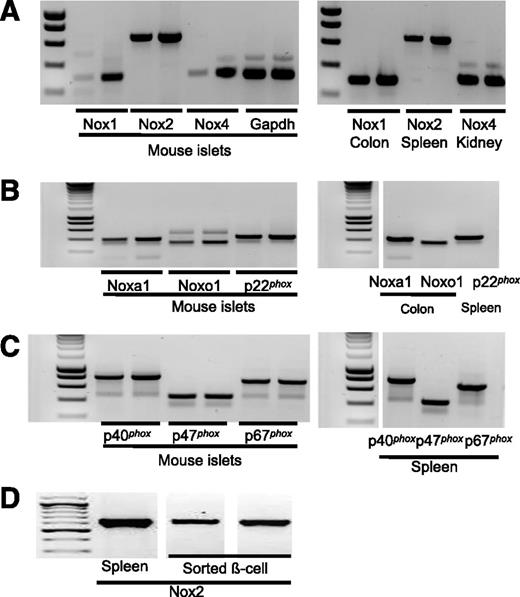 FIG. 2. Gene expression of NOX components in mouse islets and purified β-cells. A, B, and C: Expression of catalytic Nox subunits in mouse islets (left panels of A–C) was detected at the mRNA level by RT-PCR (for each gene, 35 and 40 cycles for the left and right lanes, respectively). Positive controls (right panels of A–C) were performed with cDNA from mouse colon for Nox1, Noxa1 (homolog of p67phox), and Noxo1 (homolog of p47phox); from spleen for Nox2, p22phox, p40phox, p47phox, and p67phox; and from kidney for Nox4. D: Nox2 expression (40 cycles of PCR) in purified β-cells from two C57BL/6J mice with cDNA from mouse spleen as positive control. Gapdh, glyceraldehyde-3-phosphate dehydrogenase.