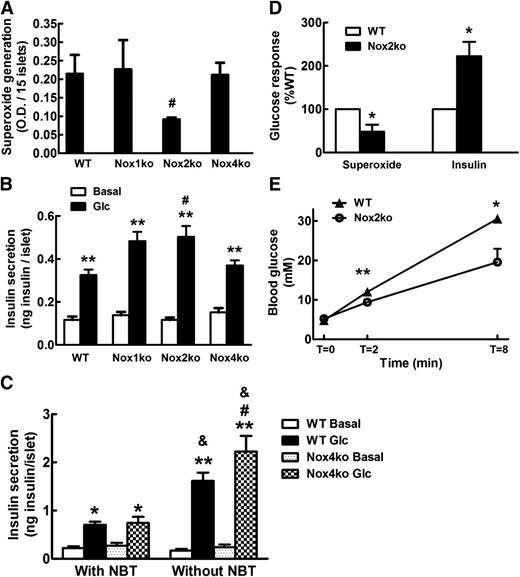 FIG. 3. Glucose (Glc)-induced superoxide generation and insulin secretion in control WT and Nox-deficient islets. A and B: Glucose-induced superoxide generation (A) and insulin secretion (B) measured in islets isolated from WT and Nox1ko, Nox2ko, and Nox4ko mice. Islets were incubated at 2.8 mmol/L glucose (basal) or stimulatory 22.8 mmol/L glucose in the presence of nitroblue tetrazolium (NBT) used as a probe for superoxide generation. **P < 0.01 vs. corresponding basal of the same genotype; #P < 0.05 vs. stimulated WT. C: Glucose-stimulated insulin secretion measured on islets isolated from WT and Nox4ko mice in the presence or absence of the superoxide probe nitroblue tetrazolium. *P < 0.05, **P < 0.01 vs. corresponding basal of the same genotype; #P < 0.05 vs. stimulation with 22.8 mmol/L glucose of WT without nitroblue tetrazolium; &P < 0.05 vs. corresponding stimulation with 22.8 mmol/L glucose of the same genotype with nitroblue tetrazolium. D: Superoxide levels measured by dihydroethidine-based HPLC assay and insulin secretion on WT and Nox2ko islets incubated at 22.8 mmol/L glucose in the absence of nitroblue tetrazolium. *P < 0.05 vs. WT. A–D: Data are means ± SEM of at least three independent experiments. E: In vivo glucose homeostasis in WT and Nox2ko mice. After an overnight fast, WT and Nox2ko mice at 2–3 months of age were subjected to an intraperitoneal glucose tolerance test. Glycemia were determined before (T = 0) and at 2 min (T = 2) and 8 min (T = 8) after glucose administration. Data are means ± SEM of five mice in each genotype. *P < 0.05, **P < 0.01 vs. WT of corresponding time point. O.D., optical density.