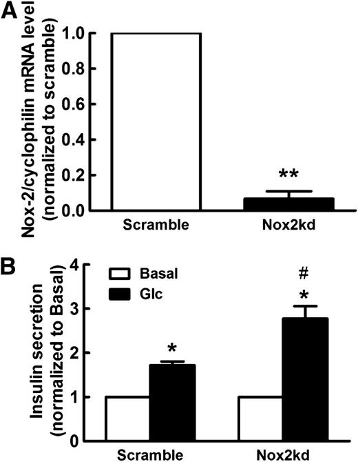 FIG. 4. Knockdown of Nox2 in mouse islet cells and effects on glucose (Glc)-induced insulin secretion. A: The mRNA levels of Nox2 were measured 48 h after scramble siRNA or siNox2 (Nox2kd) transfection of control islet cells. Nox2 mRNA levels are normalized to cyclophilin. **P < 0.01 vs. scramble. B: Insulin secretion tested at 2.8 mmol/L glucose (basal) and 22.8 mmol/L glucose on islet cells 48 h after transfection with scramble siRNA or siNox2 (Nox2kd). *P < 0.05 vs. corresponding basal condition; #P < 0.05 vs. scramble group at 22.8 mmol/L glucose. Data are means ± SEM of three independent experiments.