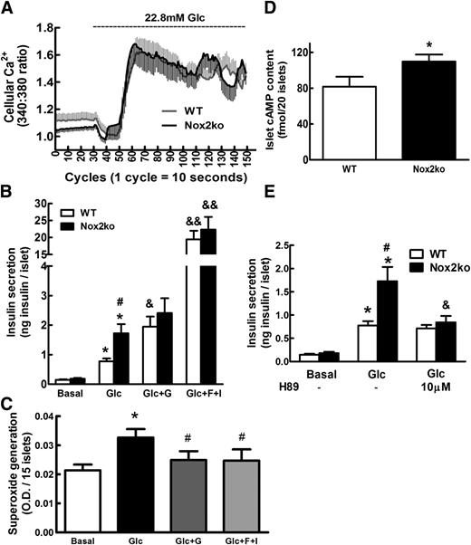 FIG. 5. Cellular Ca2+, insulin secretion, cAMP levels, and ROS generation in Nox2-deficient islets. A: Cellular Ca2+ levels were measured by Fura-2 fluorescence. Islets were kept at basal 2.8 mmol/L glucose before switching to stimulatory 22.8 mmol/L glucose (Glc). Traces are averages of 11 recordings on islets isolated from four different mice for both control (WT) and Nox2ko mice. B: Effects of cAMP inducers on insulin secretion in Nox2-deficient islets compared with responses of WT islets. Conditions include basal release at 2.8 mmol/L glucose (basal), stimulation with 22.8 mmol/L glucose, glucose stimulation in the presence of 10 nmol/L GLP-1 (Glc+G), and glucose stimulation in the presence of 10 μmol/L forskolin plus 100 μmol/L IBMX (Glc+F+I). *P < 0.05 vs. basal condition of the same genotype; &P < 0.05, &&P < 0.01 vs. corresponding stimulation with 22.8 mmol/L glucose condition of the same genotype; #P < 0.05 vs. stimulation with 22.8 mmol/L glucose in WT. C: Effects of cAMP inducers 10 nmol/L GLP-1 (G) and 10 μmol/L forskolin plus 100 μmol/L IBMX (F+I) on superoxide generation in control WT islets stimulated with 22.8 mmol/L glucose. *P < 0.05 vs. basal condition; #P < 0.05 vs. stimulation with 22.8 mmol/L glucose condition. B and C: Data are means ± SEM of four independent experiments. D: Islet cAMP content measured after 1 h stimulation with 22.8 mmol/L glucose. *P < 0.05 vs. WT. Data are means ± SEM, WT N = 6, Nox2ko N = 8; statistical analysis by Mann-Whitney U test. E: Effect of PKA inhibitor H89 (10 µmol/L) on insulin secretion in WT and Nox2-deficient islets stimulated with 22.8 mmol/L glucose. *P < 0.05 vs. corresponding basal condition of the same genotype; #P < 0.05 vs. corresponding stimulation with 22.8 mmol/L glucose condition of WT, &P < 0.05 vs. stimulation with 22.8 mmol/L glucose condition of the same genotype. Data are means ± SEM of four to six independent experiments. O.D., optical density.