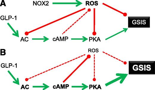 FIG. 6. Proposed model for interactions between ROS and the cAMP/PKA pathway in relationship with glucose-stimulated insulin secretion (GSIS). A: In control β-cells, Nox2 generates ROS, which act as negative modulators of glucose-stimulated insulin secretion. GLP-1 induces production of cAMP via ROS-sensitive adenylate cyclase (AC) and reduces ROS effects through cAMP action. ROS may also inhibit PKA activity by residue-specific oxidation, concurring with negative regulation of glucose-stimulated insulin secretion. B: In Nox2-deficient β-cells, ROS-mediated inhibitions of glucose-stimulated insulin secretion and adenylate cyclase plus PKA are reduced. Moreover, cAMP molecules are preserved owing to lower ROS production, further reduced by elevated cAMP, resulting in stronger PKA activation and ultimately potentiation of glucose-stimulated insulin secretion.