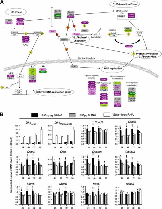 FIG. 2. Noncleavable Dlk1 regulates numerous genes during the G1-to-S-phase transition. A: Relative variation of gene expression in Dlk1Total versus Dlk1PS siRNA transfected 3T3-L1 preadipocytes at 48 h, as determined using GenMAPP software. Upregulated genes are magenta (P < 0.05) and purple (0.05 < P < 0.2), and downregulated genes are dark green (P < 0.05) and green (0.05 < P < 0.2). P values have been assigned to each gene after log2 transformation and a Student t test. B: Relative qRT-PCR of cell cycle–associated genes at 24–96 h after transfection of 3T3-L1 preadipocytes with DLK1Total, DLK1PS, or scramble siRNA. Significance was tested by a one-way ANOVA followed by a Bonferroni multiple comparisons test within each time point against scramble control. *P < 0.05; **P < 0.01; ***P < 0.0001. Raw data were normalized against multiple stably expressed reference genes (data not shown).