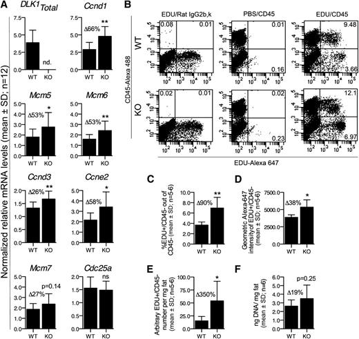 FIG. 5. DLK1 represses cell cycle gene expression and proliferation of preadipocytes in vivo. A: Expression analysis by qRT-PCR of several cell cycle genes in gonadal fat tissue from Dlk1+/+ or Dlk1−/− mice (n = 12; 6 males and 6 females within each group). B–E: Flow cytometric analysis of EdU/CD45 in SVF cells isolated from gonadal fat tissue of Dlk1+/+ or Dlk1−/− mice injected with 50 mg/mL/kg of EdU 1 week before SVF isolation and analysis. The number of SVF cells isolated per milligram of fat was counted by Coulter counting. F: The DNA content per milligram of gonadal fat tissue in Dlk1+/+ and Dlk1−/− mice. Significance was tested by a Student t test (*P < 0.05; **P < 0.01), and qRT-PCR raw data in (A) were normalized against multiple stably expressed reference genes (data not shown).