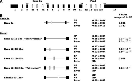 FIG. 1. Distribution of TCF7L2 splice variants in subcutaneous fat (SF), visceral fat (VF), and liver. A: Structure of the TCF7L2 gene. Exon lengths are drawn approximately to scale. Arrows indicate the position and orientation of the primer pairs used in capillary electrophoresis. Examined exons that are subject to alternative splicing are white. B: Schematic overview and relative expression level (mean ± SD) of the existing TCF7L2 mRNA variants at baseline. The + and − in variant names indicate existence of this exon.