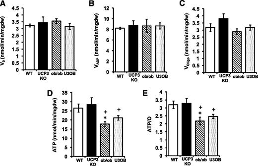 FIG. 5. FA-induced mitochondrial uncoupling persists in U3OB hearts. A: V0 (no ADP). B: VADP (1 mmol/L exogenous ADP). C: Voligo (1 μg/mL of the ATP synthase inhibitor oligomycin). D: ATP synthesis rate. E: ATP/O ratios in saponin-permeabilized cardiac fibers using palmitoyl-carnitine as substrate. Hearts were preperfused in the Langendorff mode with 11 mmol/L glucose and 1 mmol/L palmitate for 30 min prior to mitochondrial respiration measurements (n = 8 for WT, n = 7 for UCP3KO, n = 5 for ob/ob, and n = 9 for U3OB). Data are means ± SEM. *P < 0.05 vs. WT; +P < 0.05 vs. UCP3KO. mgdw, milligrams dry weight.