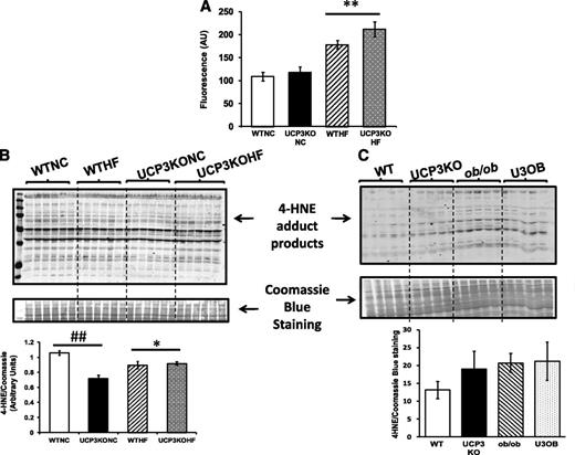FIG. 7. ROS levels and oxidative modifications in the hearts of WT and UCP3KO mice on HF diet or in the ob/ob background. A: DCF fluorescence in heart homogenates from WT and UCP3KO mice fed NC or HF diet for 10 weeks (n = 6 per group and per diet). B: Representative Western blot and the corresponding densitometry of 4-HNE adduct products normalized to Coomassie Blue staining. C: Representative Western blot and densitometry of 4-HNE abundance in heart homogenates from WT, UCP3KO, ob/ob, and U3OB mice (n = 5 per genotype). Data are means ± SEM. Two-way ANOVA was performed for A and B to analyze differences by diet and genotype, including Bonferroni post hoc test when significant interaction occurred. *P < 0.05; **P < 0.005 vs. NC of the same genotype; ##P < 0.05 for UCP3KONC vs. WTNC. AU, arbitrary units.