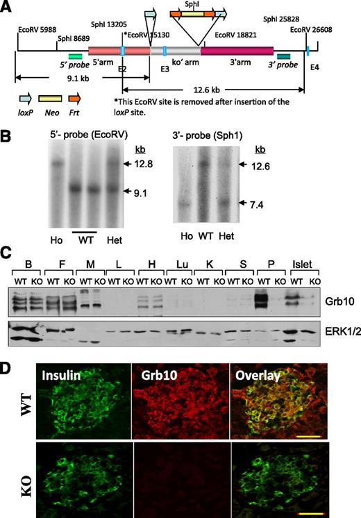 FIG. 1. Generation of pGrb10KO mice. A: Schematic diagram of the strategy used to target the mouse Grb10 locus. The targeting vector is shown. B: Southern blot analysis of WT, homozygous (Ho), and heterozygous (Het) Grb10 floxed mice. Genomic DNA extracted from the mice was digested with EcoRV and gel-fractionated. The blot was hybridized with 5′- or 3′-probe as indicated. C: Western blot analysis of tissues from pGrb10KO and control mice to confirm the successful knockout of Grb10 in the pancreas. ERK1/2 is shown as a loading control. D: The pancreases of pGrb10KO (KO) and WT littermates were sectioned at 10 µm by using a cryostat. Protein expression in pancreas sections was determined using goat anti-insulin (C-12) antibody (Santa Cruz Biotechnology) and a homemade, affinity-purified rabbit polyclonal antibody to Grb10 (8). The slide images were obtained using a laser confocal fluorescence microscope. Scale bars, 40 µm. B, brain; F, fat; H, heart; K, kidney; L, liver; Lu, lung; M, muscle; P, pancreas; S, spleen. (A high-quality digital representation of this figure is available in the online issue.)
