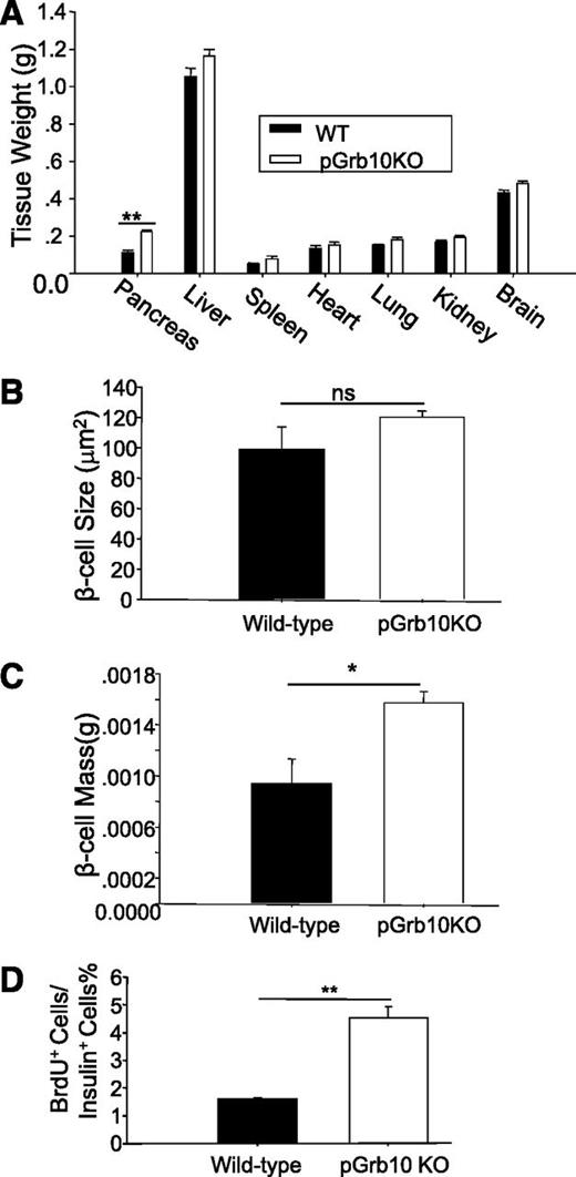 FIG. 2. Pancreatic knockout of Grb10 increases pancreas weight, β-cell mass, and BrdU incorporation rate in β-cells. A: Mouse tissues were isolated from 5-month-old male WT (n = 6) and pGrb10KO mice (n = 5) fed with normal diet and weighed by electronic balance. B: β-Cell size between male pGrb10KO mice and WT littermates (n = 4/group; >500 cells were counted per slide) was measured using Image-Pro Plus software (Version 5.0; Media Cybernetics, Inc). C: Average β-cell mass between 5-month-old male pGrb10KO mice and WT littermates fed with normal diet (WT: n = 7; pGrb10 KO: n = 4). D: Knockout of Grb10 increased β-cell proliferation as determined by BrdU cell proliferation assay. BrdU was injected into 2-month-old male mice (100 mg/kg), and mice were killed 16 h after injection. More than 2,500 insulin-positive cell nuclei were counted per mouse under a Nikon TE2000 microscope (Nikon; WT: n = 3; pGrb10KO: n = 4). Black bars, Grb10 flox+/−; white bars, pGrb10 KO. All data represent mean ± SEM. *P < 0.05; **P < 0.01 (t test).
