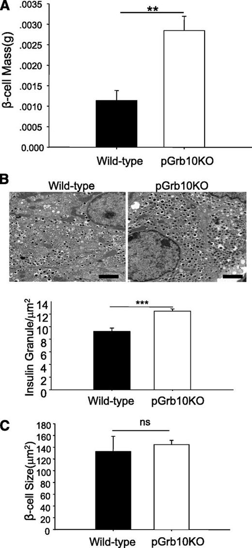 FIG. 4. Pancreatic-specific knockout of Grb10 increased β-cell mass, insulin granule numbers, and insulin/IGF-1 signaling in islets. pGrb10KO mice and WT littermates were fed with 60% HFD for 16 weeks. A: Average β-cell mass between male pGrb10KO (n = 4) and WT littermates (n = 3). B: Insulin granule numbers in islets of male pGrb10KO (n = 4) and WT littermates (n = 3) were detected. The numbers of docked granules were measured in a cell-surface area of 100 μm2. Scale bars, 2 μm. The data represent mean ± SEM. C: The average β-cell size was analyzed from male pGrb10KO and WT littermates (n = 4/group; >500 cells were counted per slide) using Image-Pro Plus software (Version 5.0; Media Cybernetics, Inc). D: Insulin signaling and IGF-1 signaling in β-cell mass. Islets were isolated from HFD-fed male pGrb10KO and WT control mice (n = 5/group), serum starved for 2 h, and treated with insulin (100 nmol/L) or IGF-1 (100 nmol/L) for 30 min. Phosphorylation and the protein levels of Akt Thr308 and ERK1/2 Thr202/Tyr204 were determined by Western blot using specific antibodies as indicated. E: mTOR signaling in β-cell mass. Islets were isolated from male pGrb10KO and WT control mice (n = 5/group), serum starved for 2 h, and treated with insulin (100 nmol/L) with or without wortmannin (100 nmol/L) for 30 min. Phosphorylation and the protein levels of Akt Thr308 and Ser473, ERK1/2 Thr202/Tyr204, p70S6K Thr389, and 4E-BP1 Thr37/46 were determined by Western blot using specific antibodies as indicated. Data were quantified by using the Scion Image program (Scion Corporation, Frederick, MD). Black bars, Grb10 flox+/−; white bars, pGrb10 KO. The data represent mean ± SEM. *P < 0.05; **P < 0.01; ***P < 0.001 (t test).