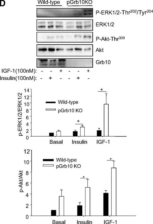 FIG. 4. Pancreatic-specific knockout of Grb10 increased β-cell mass, insulin granule numbers, and insulin/IGF-1 signaling in islets. pGrb10KO mice and WT littermates were fed with 60% HFD for 16 weeks. A: Average β-cell mass between male pGrb10KO (n = 4) and WT littermates (n = 3). B: Insulin granule numbers in islets of male pGrb10KO (n = 4) and WT littermates (n = 3) were detected. The numbers of docked granules were measured in a cell-surface area of 100 μm2. Scale bars, 2 μm. The data represent mean ± SEM. C: The average β-cell size was analyzed from male pGrb10KO and WT littermates (n = 4/group; >500 cells were counted per slide) using Image-Pro Plus software (Version 5.0; Media Cybernetics, Inc). D: Insulin signaling and IGF-1 signaling in β-cell mass. Islets were isolated from HFD-fed male pGrb10KO and WT control mice (n = 5/group), serum starved for 2 h, and treated with insulin (100 nmol/L) or IGF-1 (100 nmol/L) for 30 min. Phosphorylation and the protein levels of Akt Thr308 and ERK1/2 Thr202/Tyr204 were determined by Western blot using specific antibodies as indicated. E: mTOR signaling in β-cell mass. Islets were isolated from male pGrb10KO and WT control mice (n = 5/group), serum starved for 2 h, and treated with insulin (100 nmol/L) with or without wortmannin (100 nmol/L) for 30 min. Phosphorylation and the protein levels of Akt Thr308 and Ser473, ERK1/2 Thr202/Tyr204, p70S6K Thr389, and 4E-BP1 Thr37/46 were determined by Western blot using specific antibodies as indicated. Data were quantified by using the Scion Image program (Scion Corporation, Frederick, MD). Black bars, Grb10 flox+/−; white bars, pGrb10 KO. The data represent mean ± SEM. *P < 0.05; **P < 0.01; ***P < 0.001 (t test).