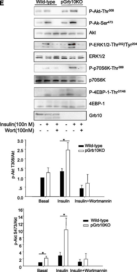 FIG. 4. Pancreatic-specific knockout of Grb10 increased β-cell mass, insulin granule numbers, and insulin/IGF-1 signaling in islets. pGrb10KO mice and WT littermates were fed with 60% HFD for 16 weeks. A: Average β-cell mass between male pGrb10KO (n = 4) and WT littermates (n = 3). B: Insulin granule numbers in islets of male pGrb10KO (n = 4) and WT littermates (n = 3) were detected. The numbers of docked granules were measured in a cell-surface area of 100 μm2. Scale bars, 2 μm. The data represent mean ± SEM. C: The average β-cell size was analyzed from male pGrb10KO and WT littermates (n = 4/group; >500 cells were counted per slide) using Image-Pro Plus software (Version 5.0; Media Cybernetics, Inc). D: Insulin signaling and IGF-1 signaling in β-cell mass. Islets were isolated from HFD-fed male pGrb10KO and WT control mice (n = 5/group), serum starved for 2 h, and treated with insulin (100 nmol/L) or IGF-1 (100 nmol/L) for 30 min. Phosphorylation and the protein levels of Akt Thr308 and ERK1/2 Thr202/Tyr204 were determined by Western blot using specific antibodies as indicated. E: mTOR signaling in β-cell mass. Islets were isolated from male pGrb10KO and WT control mice (n = 5/group), serum starved for 2 h, and treated with insulin (100 nmol/L) with or without wortmannin (100 nmol/L) for 30 min. Phosphorylation and the protein levels of Akt Thr308 and Ser473, ERK1/2 Thr202/Tyr204, p70S6K Thr389, and 4E-BP1 Thr37/46 were determined by Western blot using specific antibodies as indicated. Data were quantified by using the Scion Image program (Scion Corporation, Frederick, MD). Black bars, Grb10 flox+/−; white bars, pGrb10 KO. The data represent mean ± SEM. *P < 0.05; **P < 0.01; ***P < 0.001 (t test).