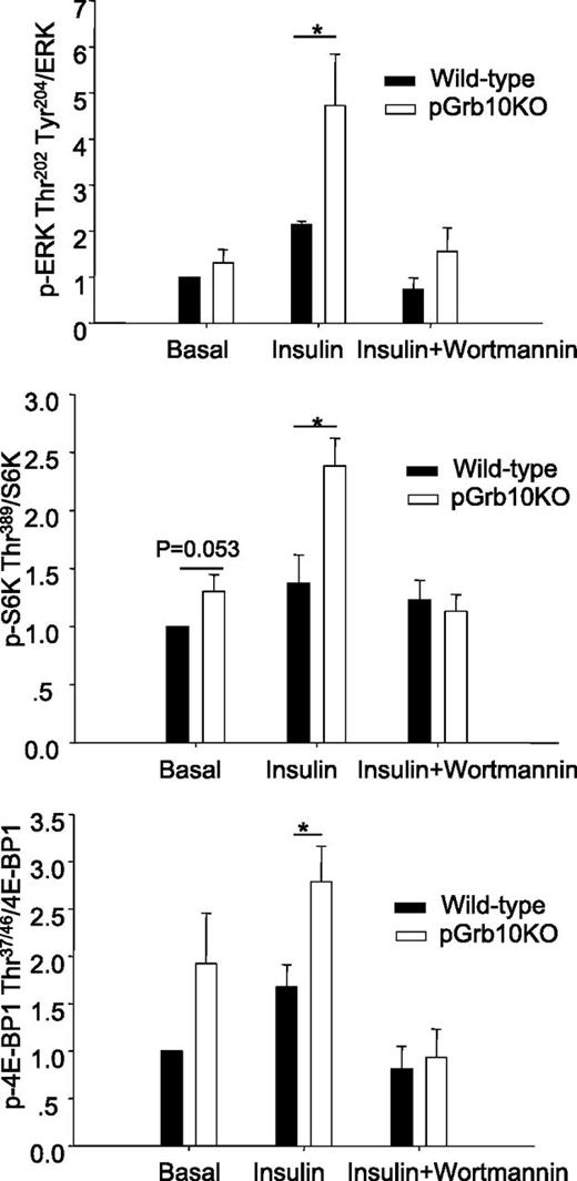 FIG. 4. Pancreatic-specific knockout of Grb10 increased β-cell mass, insulin granule numbers, and insulin/IGF-1 signaling in islets. pGrb10KO mice and WT littermates were fed with 60% HFD for 16 weeks. A: Average β-cell mass between male pGrb10KO (n = 4) and WT littermates (n = 3). B: Insulin granule numbers in islets of male pGrb10KO (n = 4) and WT littermates (n = 3) were detected. The numbers of docked granules were measured in a cell-surface area of 100 μm2. Scale bars, 2 μm. The data represent mean ± SEM. C: The average β-cell size was analyzed from male pGrb10KO and WT littermates (n = 4/group; >500 cells were counted per slide) using Image-Pro Plus software (Version 5.0; Media Cybernetics, Inc). D: Insulin signaling and IGF-1 signaling in β-cell mass. Islets were isolated from HFD-fed male pGrb10KO and WT control mice (n = 5/group), serum starved for 2 h, and treated with insulin (100 nmol/L) or IGF-1 (100 nmol/L) for 30 min. Phosphorylation and the protein levels of Akt Thr308 and ERK1/2 Thr202/Tyr204 were determined by Western blot using specific antibodies as indicated. E: mTOR signaling in β-cell mass. Islets were isolated from male pGrb10KO and WT control mice (n = 5/group), serum starved for 2 h, and treated with insulin (100 nmol/L) with or without wortmannin (100 nmol/L) for 30 min. Phosphorylation and the protein levels of Akt Thr308 and Ser473, ERK1/2 Thr202/Tyr204, p70S6K Thr389, and 4E-BP1 Thr37/46 were determined by Western blot using specific antibodies as indicated. Data were quantified by using the Scion Image program (Scion Corporation, Frederick, MD). Black bars, Grb10 flox+/−; white bars, pGrb10 KO. The data represent mean ± SEM. *P < 0.05; **P < 0.01; ***P < 0.001 (t test).