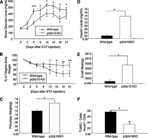 FIG. 5. Pancreatic-specific knockout of Grb10 enhances resistance to STZ-induced diabetes in mice. Male pGrb10KO and WT control mice (2 months old) were treated with STZ (75 mg/kg) for 5 days. Blood glucose levels (A) and body weight (B) were measured in WT (n = 8) and pGrb10KO (n = 11) mice every 3 days at the same time point (12 p.m. each day) after STZ treatment. Data are shown as mean ± SEM. *P < 0.05; **P < 0.01; ***P < 0.001 (one-way repeated-measure ANOVA). C: pGrb10KO (n = 6) and WT (n = 8) mice were treated with STZ for 22 days and killed. Pancreases were isolated and weighed. D: pGrb10KO mice (n = 4) and WT littermates (n = 3) were treated with STZ for 22 days and then killed. Serum was collected for insulin measurement. E: Average β-cell mass between pGrb10KO (n = 4) and WT littermates (n = 3). F: Cell apoptosis rate was analyzed by TUNEL assay between pGrb10KO mice (n = 4) and WT littermates (n = 3). Mice were injected with STZ twice daily (0 and 24 h) and killed 24 h later. More than 2,500 insulin-positive cells were counted per mice. Black bars, Grb10 flox+/−; white bars, pGrb10 KO. Data are shown as mean ± SEM. *P < 0.05; **P < 0.01 (t test).