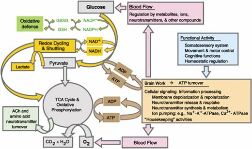 FIG. 1. Relationships among brain function, ATP use, glucose and oxygen metabolism, and blood flow. ACh, acetylcholine; GSH, glutathione; GSSG, oxidized glutathione; TCA, tricarboxylic acid.