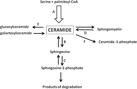 FIG. 1. The pathways of ceramide metabolism examined in relation to insulin sensitivity. A: De novo synthesis. B: Deacylation. C: Phosphorylation of sphingosine (the work of Bruce et al. [15]). D: Hydrolysis of sphingomyelin. E: Conversion to glucosylceramide. F: Phosphorylation. De novo synthesis pathway is distinguished since it supplies all pathways of sphingolipid metabolism with ceramide.