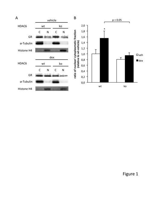 FIG. 1. Impaired glucocorticoid-induced glucocorticoid receptor (GR) translocation attributed to lack of HDAC6. A: Nuclear (N) and cytoplasmic (C) protein fractions of livers from wt and HDAC6KO (ko) mice were Western blotted for glucocorticoid receptor. Representative immunoblots from three sets of animals are shown. B: Densitometric analysis from HDAC6 Western immunoblots as the ratio of nuclear to cytoplasmatic fraction. (See A.) *P < 0.05 vs. wt plus vehicle (veh). dex, dexamethasone.
