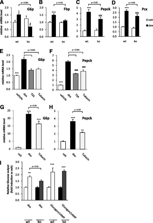 FIG. 3. Regulation of gluconeogenic genes by dexamethasone (dex) in the liver is attenuated in HDAC6KO (ko) mice. A–D: Real-time quantitative PCR analysis of G6p, Fbp, Pepck, and Pcx of animal liver mRNA (n = 7–8 mice). E and F: H4IIE cells were stimulated with dexamethasone (500 nmol/L) for 4 h after 30-min pretreatment with vehicle (veh) and HDAC inhibitors (5 μmol/L tubacin and 1 μmol/L trichostatin A [TSA]). Real-time quantitative PCR analysis was conducted for the respective genes. G and H: Primary murine hepatocytes were stimulated with dexamethasone (500 nmol/L) after pretreatment with vehicle or tubacin (5 μmol/L). Real-time quantitative PCR analysis was conducted for the respective genes. Data represent means ± SEM of three independently conducted experiments. I: wt and HDAC6KO primary hepatocytes were treated with dexamethasone (10 nmol/L) and glucagon (100 nmol/L)/cAMP (1 μmol/L). Glucose content of the supernatant was quantified and normalized to total protein amount. Glucose output was conducted three times in triplicates. Data represent means ± SEM. A–D: *P < 0.05, ***P < 0.001 vs. wt plus vehicle; §P < 0.05, §§§P < 0.001 vs. HDAC6KO plus vehicle. E\x{2013}F: ***P < 0.001, ###P < 0.001 vs. vehicle. G\x{2013}I: ***P < 0.001, **P < 0.01 vs. respective vehicle.