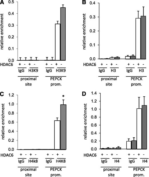 FIG. 4. HDAC6 regulates hepatic histone acetylation. Chromatin immunoprecipitation (ChIP) analysis of the PEPCK promoter (prom.) shows histone H3 and H4 acetylation in livers from wt (+) and HDAC6KO (−) mice. Details can be found in research design and methods. The amount of acetylated H3K9 (A) and H4K8 (C) (proximal site: IgG, H4K8. PEPCK promoter [prom.]: IgG, no detectable signal after adequate amplification) and total H3 (B) and H4 (D) associated with the PEPCK promoter was analyzed. Results represent data from three independent experiments. *P < 0.05 vs. wt.