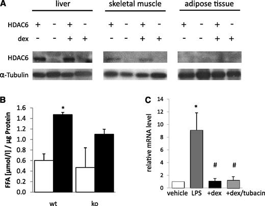 FIG. 5. Regulation of glucocorticoid-mediated actions by HDAC6 in adipose tissue and monocytes. A: Western immunoblotting of HDAC6 in liver, skeletal muscle, and gonadal adipose tissue from wt (+) and HDAC6KO (−) mice injected with vehicle (−) or dexamethasone (+) according to the protocol described in research design and methods. B: Ex vivo lipolysis (free fatty acid [FFA] release) from gonadal fat pads injected with vehicle (□) or dexamethasone (■) (100 nmol/L). n = 5 wt and HDAC6KO mice were studied. *P < 0.05 vs. wt plus vehicle. C: IL-6 mRNA expression in human THP-1 cells after stimulation with vehicle or 10 ng/mL LPS for 13 h followed by treatment with dexamethasone (50 nmol/L) with or without tubacin (20 μmol/L). *P < 0.05 vs. vehicle, #P < 0.05 vs. LPS alone.