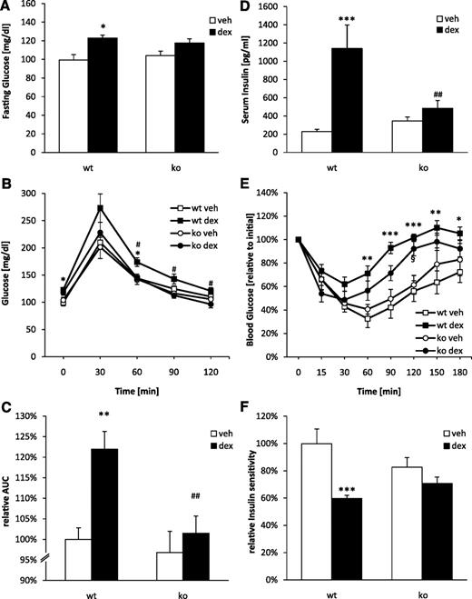 FIG. 6. Dexamethasone (dex)-induced impaired glucose tolerance and insulin resistance are attenuated in HDAC6KO (ko) mice. A: Blood glucose values determined in wt and HDAC6KO mice after an overnight fast. B: GTT. After 3 weeks of treatment, mice were given an injection of 1 mg glucose/kg body wt i.p. after overnight fasting. C: Corresponding AUC. D: Serum insulin in the fed state. E: ITT. After 4 weeks of treatment, fasted mice were given an injection of 0.5 units of insulin/kg body wt i.p. Results represent blood glucose concentration as a percentage of the initial glucose value. F: Corresponding AUC. Data represent means ± SEM (n = 5–9). *P < 0.05, **P < 0.01, ***P < 0.001 vs. wt plus vehicle (veh), #P < 0.05 vs. HDAC6KO plus dexamethasone, ##P < 0.01 vs. wt plus dexamethasone, §P < 0.05 vs. HDAC6KO plus vehicle.