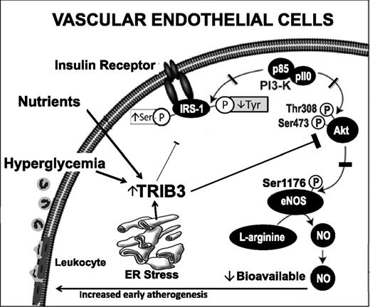 FIG. 1. Role of TRIB3 in impaired insulin metabolic signaling in endothelial cells. TRIB3 leads to leukocyte cell adhesion, which is an initiating event in atherogenesis. ER, endoplasmic reticulum; P, phosphorylation; PI3-K, phosphatidylinositol 3-kinase; Tyr, tyrosine.